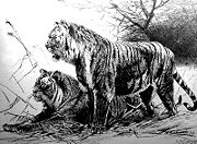 The Caspian tiger